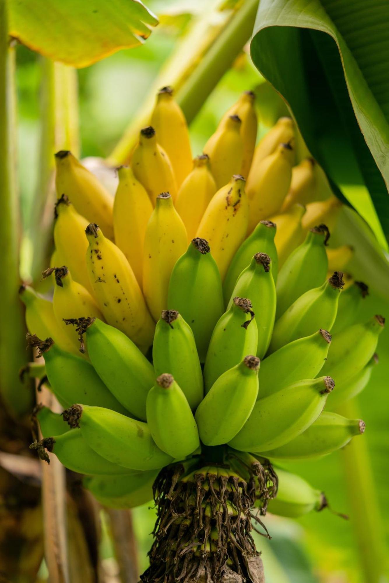 Jungle Haven Ocean Front Eco Villa On Fruit Farm Pahoa Екстериор снимка