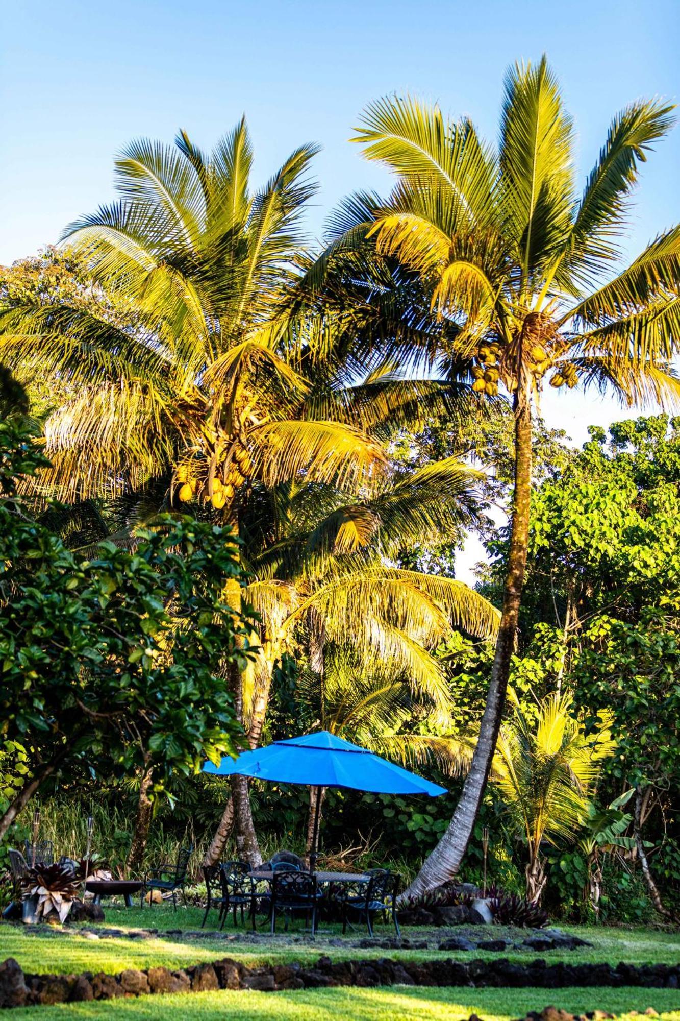Jungle Haven Ocean Front Eco Villa On Fruit Farm Pahoa Екстериор снимка
